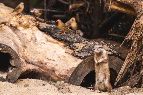 Trzy wiewiórki afrykańskie zamieszkały we wrocławskim zoo! Zobaczcie jak wyglądają [ZDJĘCIA] - 3