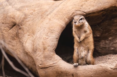 Trzy wiewi&oacute;rki afrykańskie zamieszkały we wrocławskim zoo! Zobaczcie, jak wyglądają