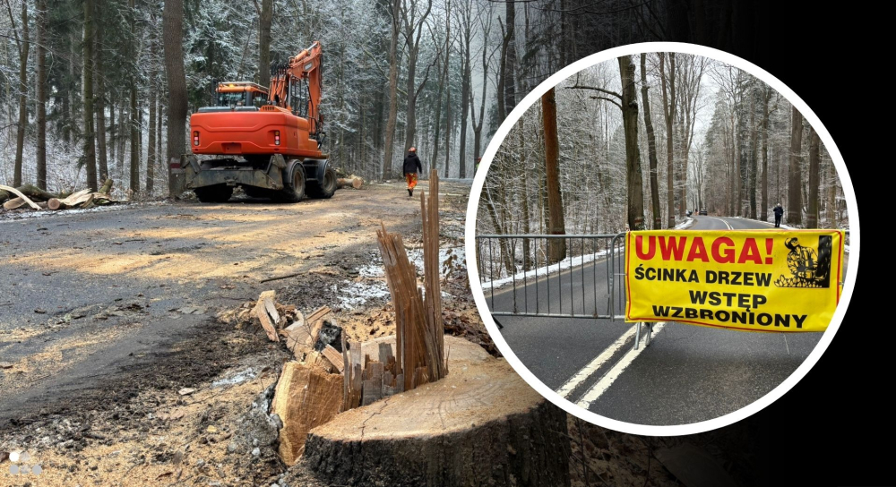 Rusza przebudowa drogi Pasiecznik-Lwówek Śląski. Wykonawca nie dostał zgody na wycięcie 175 drzew - Na pierwszym odcinku o długości pięciu kilometrów od DK30 do Wojciechowa, pod topór miało trafić ponad 300 drzew.