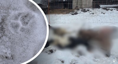 Rozszarpane owce w Wilkanowie. Nie można ich ruszać przed ekspertyzą RDOŚ. Ta... za 2 dni