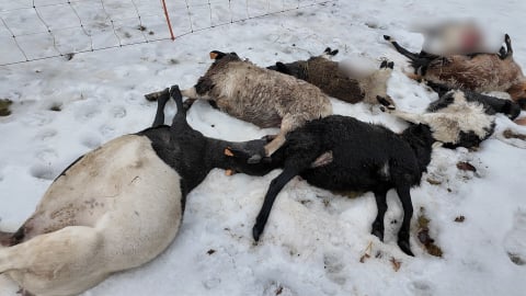 Rozszarpane owce w Wilkanowie. Nie można ich ruszać przed ekspertyzą RDOŚ. Urzędnicy przyjadą... za dwa dni [DRASTYCZNE ZDJĘCIA] - 2