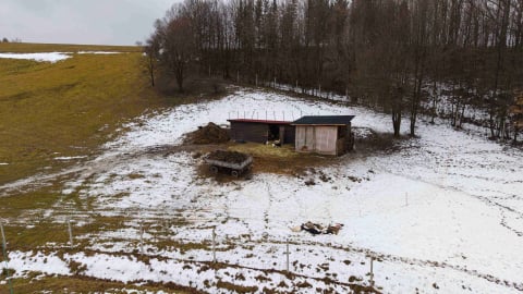 Rozszarpane owce w Wilkanowie. Nie można ich ruszać przed ekspertyzą RDOŚ. Urzędnicy przyjadą... za dwa dni [DRASTYCZNE ZDJĘCIA] - 3