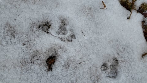 Rozszarpane owce w Wilkanowie. Nie można ich ruszać przed ekspertyzą RDOŚ. Urzędnicy przyjadą... za dwa dni [DRASTYCZNE ZDJĘCIA] - 4