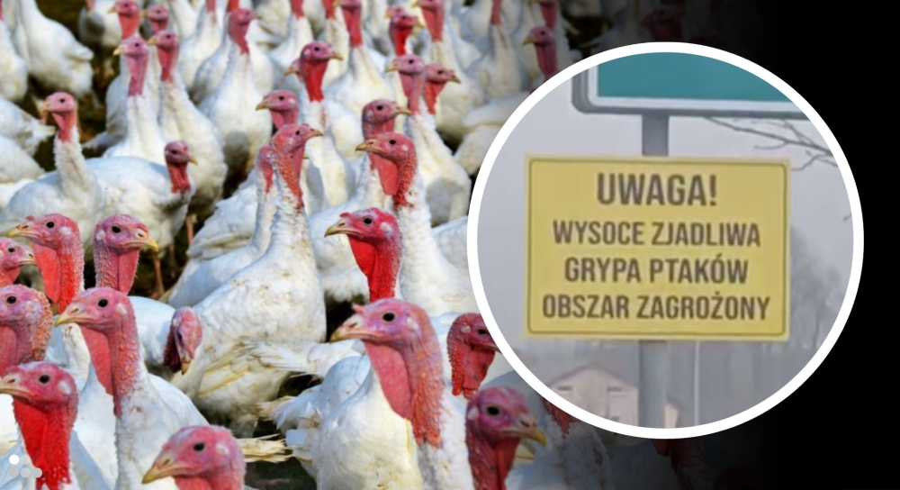 Ptasia grypa w gminie Prochowice. 24 tysiące indyków wysłano do utylizacji - Ptasia grypa w gminie Prochowice. 24 tysiące indyków wysłano do utylizacji.