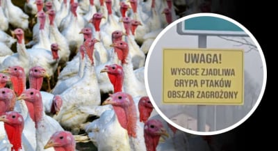 Ptasia grypa w gminie Prochowice. 24 tysiące indyk&oacute;w wysłano do utylizacji