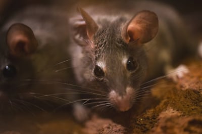 Wrocławskie zoo na walentynki. Możesz nazwać jedną z 22 myszek kolczastych
