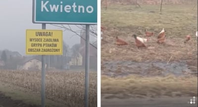 Ptasia grypa w natarciu. Część hodowc&oacute;w nie stosuje się do nakaz&oacute;w epidemiologicznych