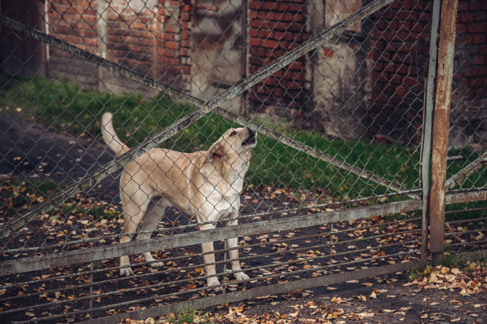580 tys. zł na czipowanie oraz sterylizację zwierząt we Wrocławiu. Miasto bije kolejny rekord - Warunkiem udziału jest zamieszkanie we Wrocławiu oraz posiadanie wymaganej dokumentacji pupila.