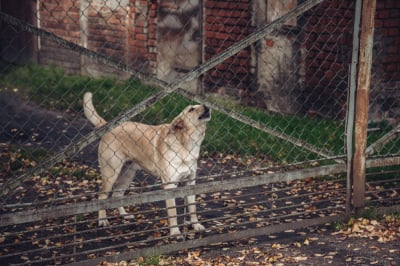 580 tys. zł na czipowanie oraz sterylizację zwierząt we Wrocławiu. Miasto bije rekord