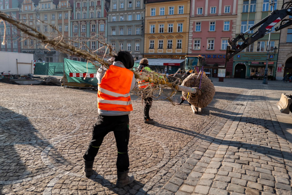 Pierwsza partia drzew dotarła na wrocławski Rynek. Zaczęło się sadzenie – Nowy rozdział na Rynku. Pierwsze drzewa już na miejscu