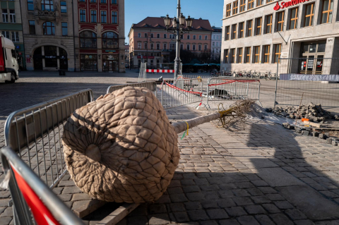 Pierwsza partia drzew dotarła na wrocławski Rynek. Zaczęło się sadzenie - 10