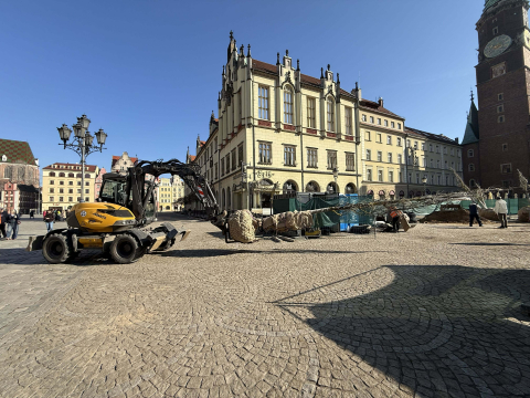Pierwsza partia drzew dotarła na wrocławski Rynek. Zaczęło się sadzenie - 1