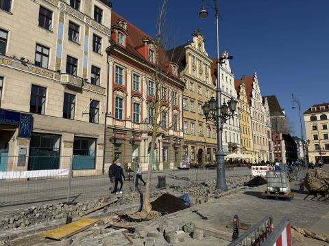 Pierwsza partia drzew dotarła na wrocławski Rynek. Zaczęło się sadzenie - 3