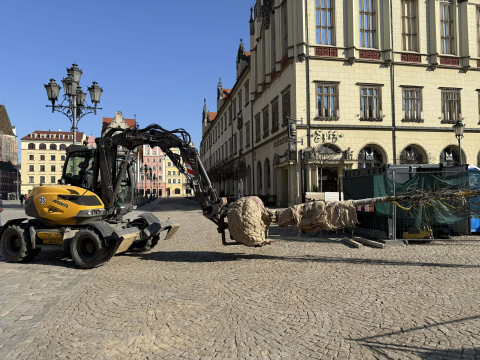Pierwsza partia drzew dotarła na wrocławski Rynek. Zaczęło się sadzenie - 4