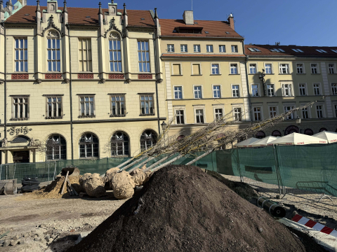Pierwsza partia drzew dotarła na wrocławski Rynek. Zaczęło się sadzenie - 5