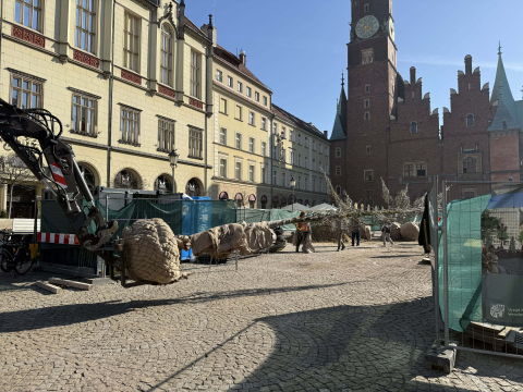 Pierwsza partia drzew dotarła na wrocławski Rynek. Zaczęło się sadzenie - 6