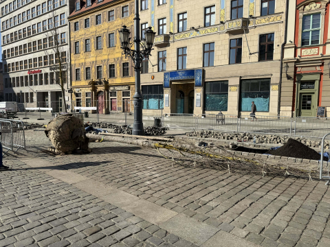 Pierwsza partia drzew dotarła na wrocławski Rynek. Zaczęło się sadzenie - 7