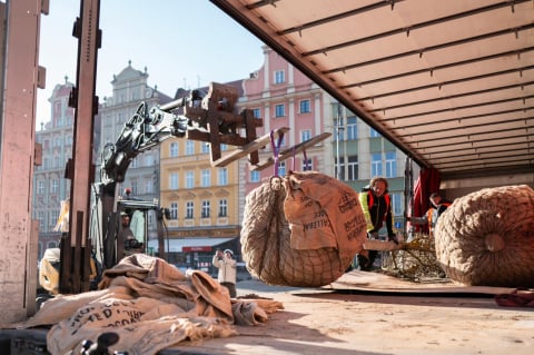 Pierwsza partia drzew dotarła na wrocławski Rynek. Zaczęło się sadzenie - 8