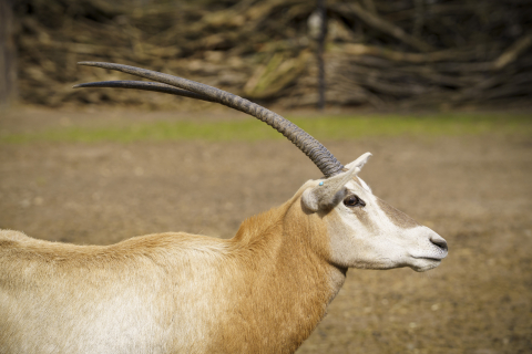 Wrocławskie zoo chroni zagrożone gatunki. Dla wielu to jedyna szansa na przetrwanie - 6
