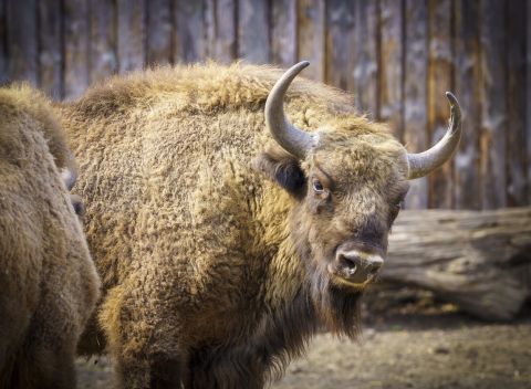 Wrocławskie zoo chroni zagrożone gatunki. Dla wielu to jedyna szansa na przetrwanie - 7