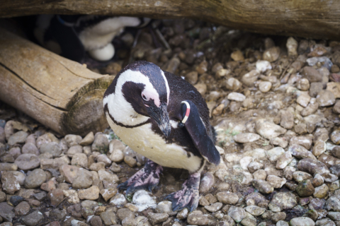 Wrocławskie zoo chroni zagrożone gatunki. Dla wielu to jedyna szansa na przetrwanie - 0