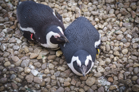 Wrocławskie zoo chroni zagrożone gatunki. Dla wielu to jedyna szansa na przetrwanie - 1