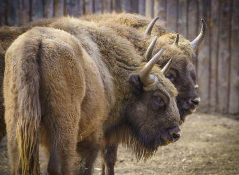 Wrocławskie zoo chroni zagrożone gatunki. Dla wielu to jedyna szansa na przetrwanie - 2