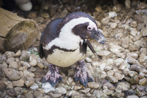 Wrocławskie zoo chroni zagrożone gatunki. Dla wielu to jedyna szansa na przetrwanie - 4
