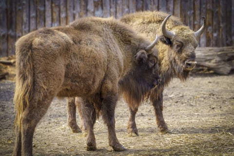 Wrocławskie zoo chroni zagrożone gatunki. Dla wielu to jedyna szansa na przetrwanie - 5