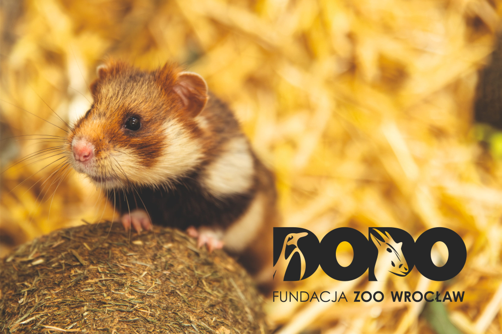OPP- DODO – Fundacja ZOO Wrocław - mat. pras