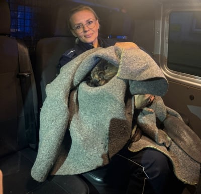 Nocna akcja policji w G&oacute;rze. B&oacute;br trafił z ulicy prosto do policyjnego radiowozu