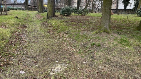 Stary cmentarz w Kowarach zamieni się w arboretum i park pamięci - 1