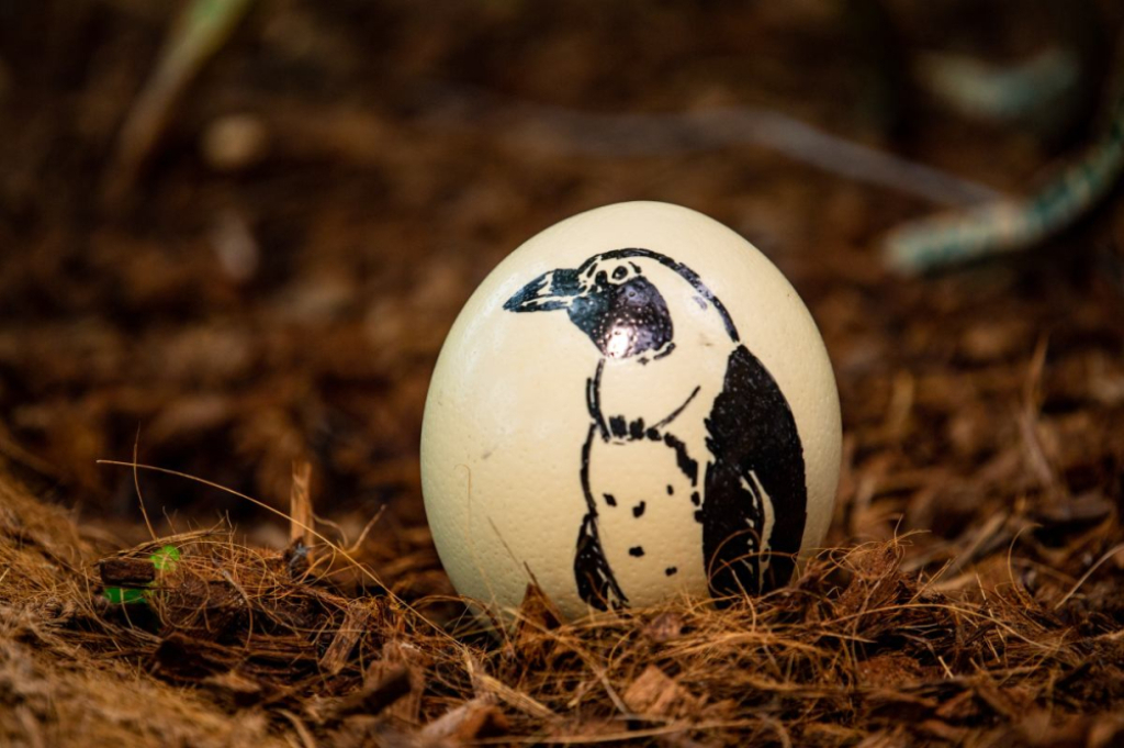 Pisanki ze strusich jaj pomogą... lemurom. Jak wylicytować niepowtarzalną ozdobę? - Taką pisankę od ZOO Wrocław można było wylicytować przed rokiem.