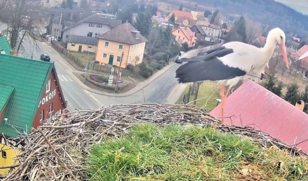 Pierwsze bociany już na Dolnym Śląsku! Nowych mieszkańców zyskał Podgórzyn - Pierwszy bocian zawitał już do Podgórzyna.