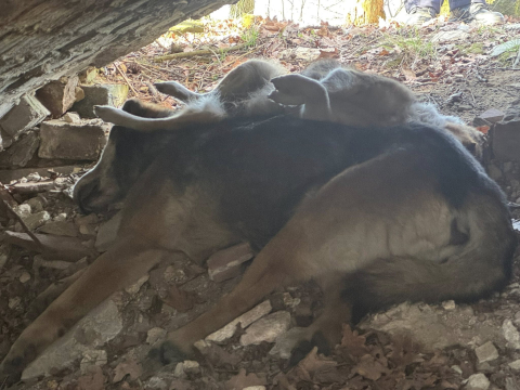 Cztery martwe psy znalezione w kapliczce. Policja czeka na wyniki sekcji zwłok - 0