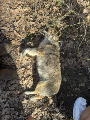 Cztery martwe psy znalezione w kapliczce. Policja czeka na wyniki sekcji zwłok - 1