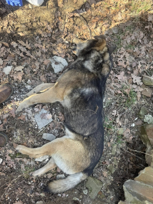 Cztery martwe psy znalezione w kapliczce. Policja czeka na wyniki sekcji zwłok - 2