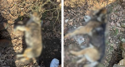 Cztery martwe psy znalezione w kapliczce. Policja czeka na wyniki sekcji zwłok