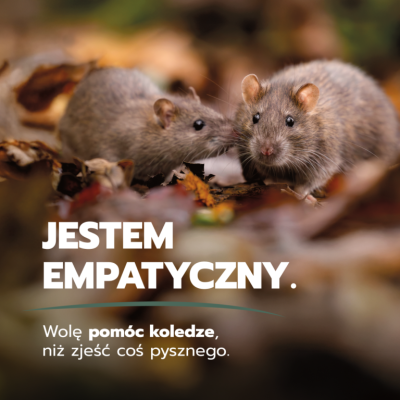 Nie szkodniki, a inteligentne czyściochy? Wrocławskie aktywistki zabierają głos w imieniu... szczurów - 0
