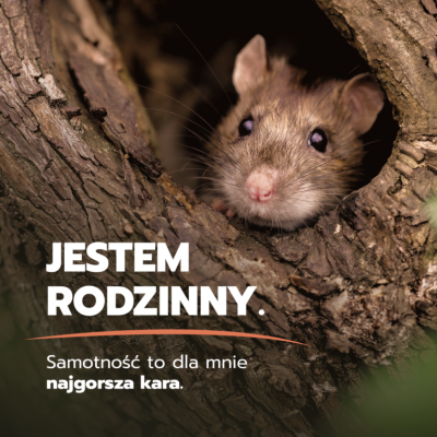 Nie szkodniki, a inteligentne czyściochy? Wrocławskie aktywistki zabierają głos w imieniu... szczurów - 1