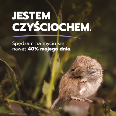 Nie szkodniki, a inteligentne czyściochy? Wrocławskie aktywistki zabierają głos w imieniu... szczurów - 2