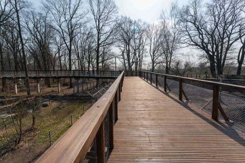 Nowa kładka we wrocławskim zoo. Można z niej podziwiać niedźwiedzicę Korę [WIDEO] - 11