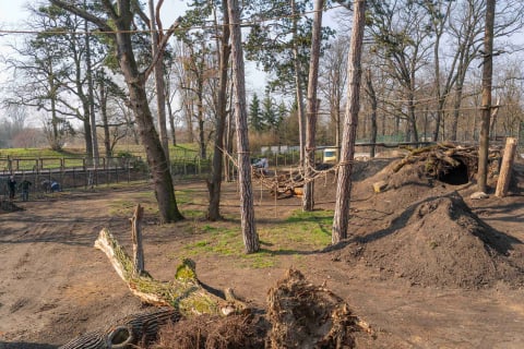 Nowa kładka we wrocławskim zoo. Można z niej podziwiać niedźwiedzicę Korę [WIDEO] - 1