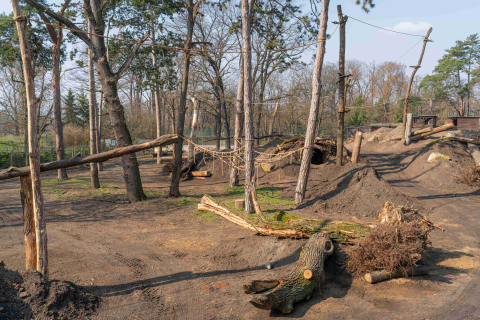Nowa kładka we wrocławskim zoo. Można z niej podziwiać niedźwiedzicę Korę [WIDEO] - 2