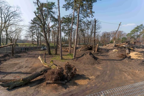 Nowa kładka we wrocławskim zoo. Można z niej podziwiać niedźwiedzicę Korę [WIDEO] - 3