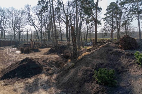 Nowa kładka we wrocławskim zoo. Można z niej podziwiać niedźwiedzicę Korę [WIDEO] - 5