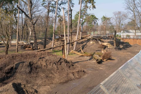 Nowa kładka we wrocławskim zoo. Można z niej podziwiać niedźwiedzicę Korę [WIDEO] - 6