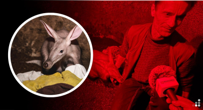Pan Andrzej zastąpił matkę... mr&oacute;wnikowi. Wielki powr&oacute;t Bubu na wybieg zoo