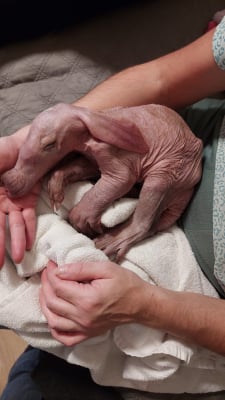 Pan Andrzej zastąpił matkę... mrównikowi. Wielki powrót Bubu na wybieg wrocławskiego zoo po miesiącach rozłąki - 0