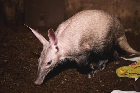 Pan Andrzej zastąpił matkę... mrównikowi. Wielki powrót Bubu na wybieg wrocławskiego zoo po miesiącach rozłąki - 1